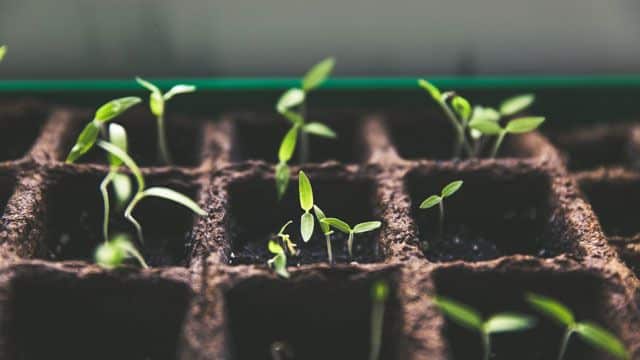 How to Franchise – Supporting Franchise Growth