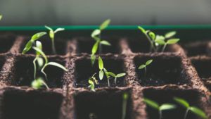 How to Franchise – Supporting Franchise Growth