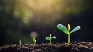 Company Owned Growth While You Franchise Your Business